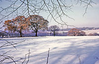 Trent Park snow scene